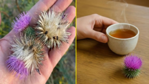Milk Thistle Benefits Properties and How to Use It Correctly