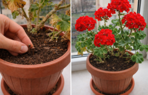 Cloves in Flower Pots Benefits Natural Protection Against Pests and Usage Tricks