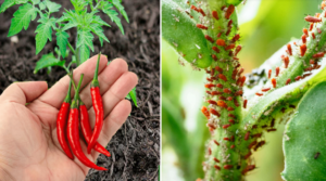 🔥 Hot Pepper: The Efficient Natural Insecticide for Aphids, Beetles, and Mites