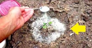 Baking Soda is a Treasure for Anyone’s Garden Use It Once for the Whole Season