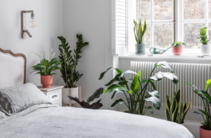 Five Plants You Must Have in Your Bedroom to Purify Air and Improve Sleep Quality