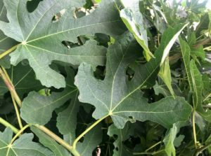 Fig Leaves Are the Most Important Part of the Plant