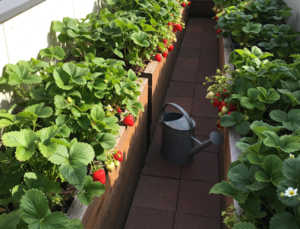 Easy Tips for Growing Strawberries on the Terrace Get Lots of Sweet Fruit in a Small Space