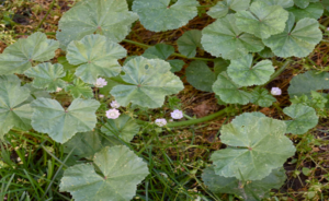 Purslane the “Weed” That Grows Everywhere But Most People Ignore Its Power