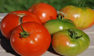 What to Plant Near Your Tomatoes for a Rich and Tasty Harvest