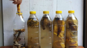 Banana Peels Put Them in a Bottle and You Will Never Throw Them Away Again