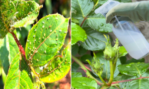 ๐น Garlic: The Powerful and Safe Natural Insecticide for Your Roses