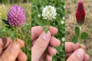 โ๏ธ The Power of Clover: White, Red, and Crimson โ Benefits for Health, Bees, and Your Soil