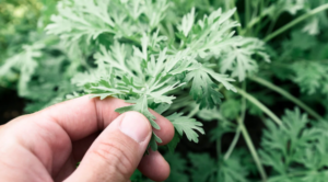 ๐ฟ Wormwood: Cleanses the Liver, Expels Parasites, and Restores Vitality