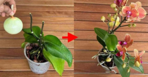 After This All Your Orchids Will Bloom Non-Stop Go For It