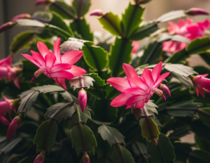 10 Common Mistakes to Avoid When Taking Care of Your Christmas Cactus