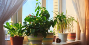 These Beautiful Plants Purify the Air in Your Home and You Should Have Them Too