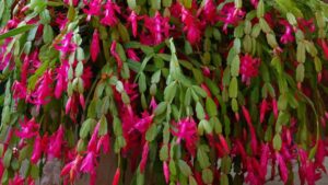 The Secret to Making Your Christmas Cactus Produce More Flowers