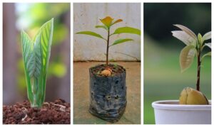 6 Tips for Growing an Avocado in a Pot and Making It Bear Fruit