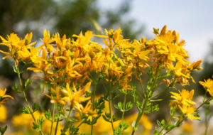Benefits of St. John’s Wort Tea in the Morning: 10 Reasons to Replace Coffee with This Natural Drink!