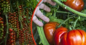 You Will Grow Huge Tomatoes in the Garden – It’s Crazy! Just One Spoonful of This Ingredient – All Gardeners Do It