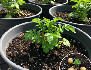 How to Grow Potatoes at Home – An Easy Method for an Abundant Harvest
