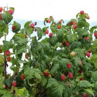 9 Simple Secrets for a Beautiful Raspberry Harvest!