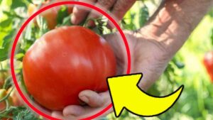 Large, Juicy Tomatoes: I’ve Been Using This Fertilizer for Years—The Farmers’ Secret