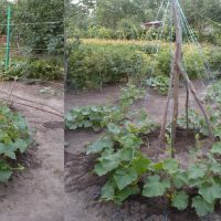 Grow Cucumbers in the Shape of a Fir Tree or a Cabin!
