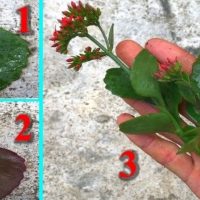 Simple and Effective Method: Kalanchoe, African Violets & Begonias Root Easily!