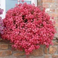 🌟 Not Just Petunias and Lobelias! 5 Charming and Abundant Flowering Plants for Terraces and Balconies 🌟