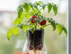 How to Grow Tomatoes Quickly and Get Big Fruits at Home: A Complete Guide