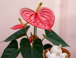 A Simple Garlic-Based Trick That Helps Your Anthurium Thrive and Bloom