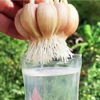 🌟 Super Simple Method to Root Garlic Cloves – All You Need is Water and a Plastic Bottle! 🌟