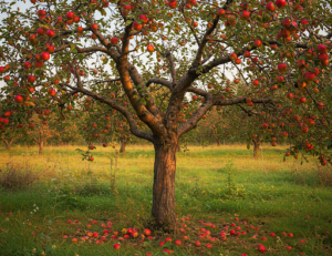 How to Grow Apples in Pots Correctly