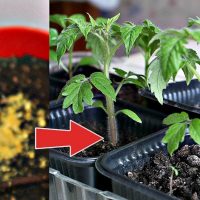 A Pinch of This Powder When Planting – And Your Seedlings Will Be Strong and Healthy!