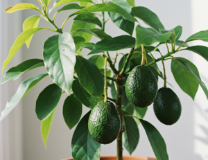 The Fastest Method to Grow Avocados in Pots
