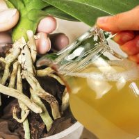 Potato Peel Fertilizer for Orchids – Simple & Effective!