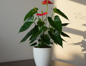 The Salt Trick for Anthuriums: More Flowering, Strong Roots and Healthy Leaves