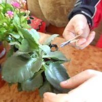 An Original Way to Propagate Kalanchoe Bushes!