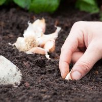 Planting Garlic in Autumn – The Best Time for a Rich Harvest!
