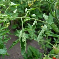 Tomato Leaves Curling? The Solution Is Very Simple!