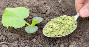 Do Not Plant Cucumbers Without This Ingredient: Instantly Double Your Harvest