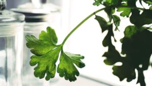 π How I Keep Parsley Fresh Without Freezing β As Fresh as the Day I Bought It! π