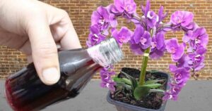 A Single Application and You Will Hardly Recognize Your Flowers: Healthy and Strong