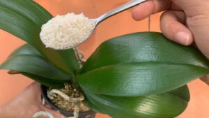 How to Feed Your Orchid So It Blooms for 4 Seasons Like Never Before