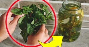 The Sugar-Free and Calorie-Free Drink That Will Help You Lose Weight This Summer – Everyone Is Already Trying It