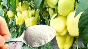 Nutritious Fertilizer for Peppers in May