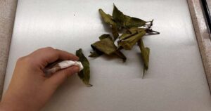 With 3 Leaves of This Fragrant Plant You Will Keep All Insects Away from Your Home