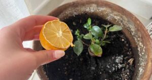 You Will Have a Beautiful Lemon Tree in 30 Days: The Peeled Seed Technique