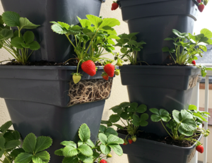 How to Grow Strawberries Vertically in Plastic Bottles – A Simple Method for Sweeter Fruits at Home