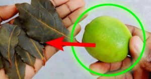 The Oldest Housewife Trick: Cooking Bay Leaves and Lemon, You Save a Lot of Money