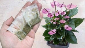 Anthurium: One Single Sachet is Enough to Grow a Bouquet of Flowers in a Short Time