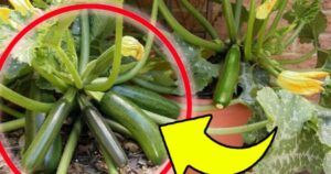 How to Get a Triple Harvest of Zucchini in Just a Few Weeks (Even in Pots): My Grandmother Taught Me This Trick