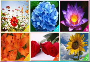 Which Flower Represents Your Spirit? – The Fun Psychological Test